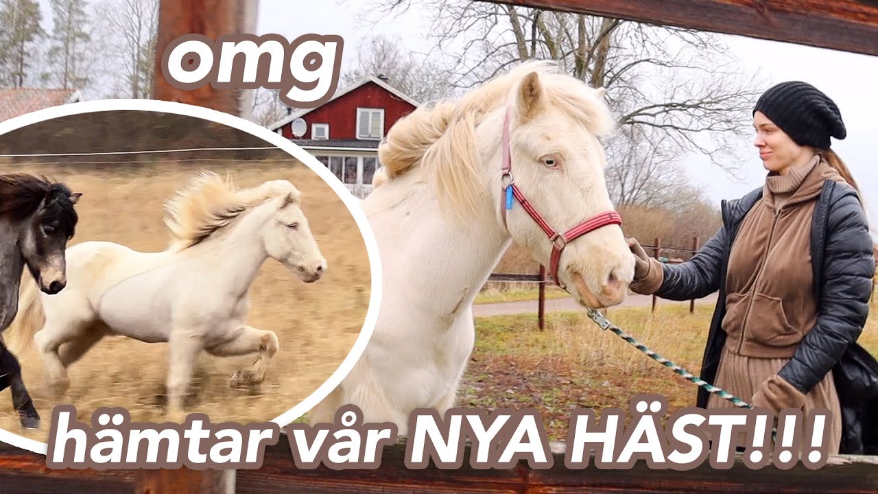 VLOGG: VI HAR KÖPT EN NY HÄST!!!