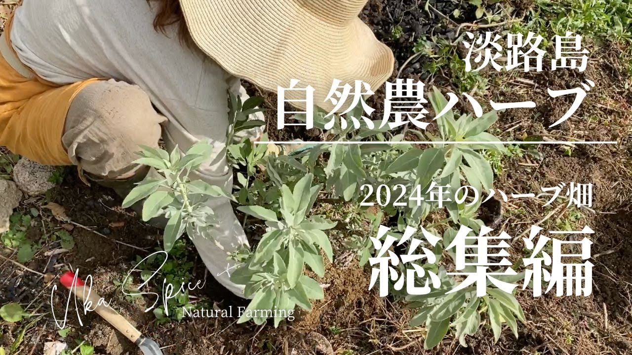 【自然農ハーブ／淡路島】2024年のハーブ畑「総集編」
