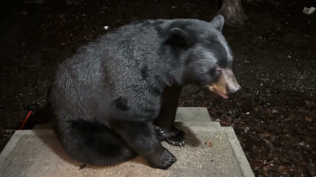 I told a wild bear to sit! He actually listened!