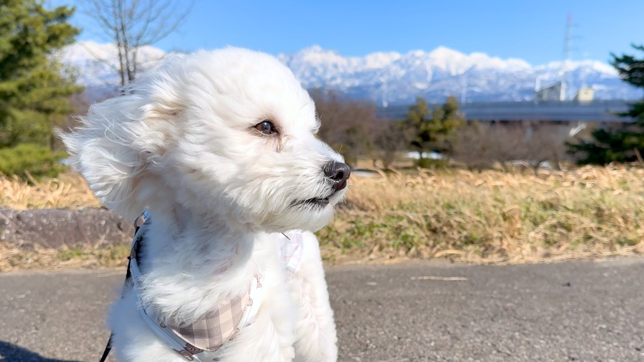 立山連峰を背に凛とするくうちゃん