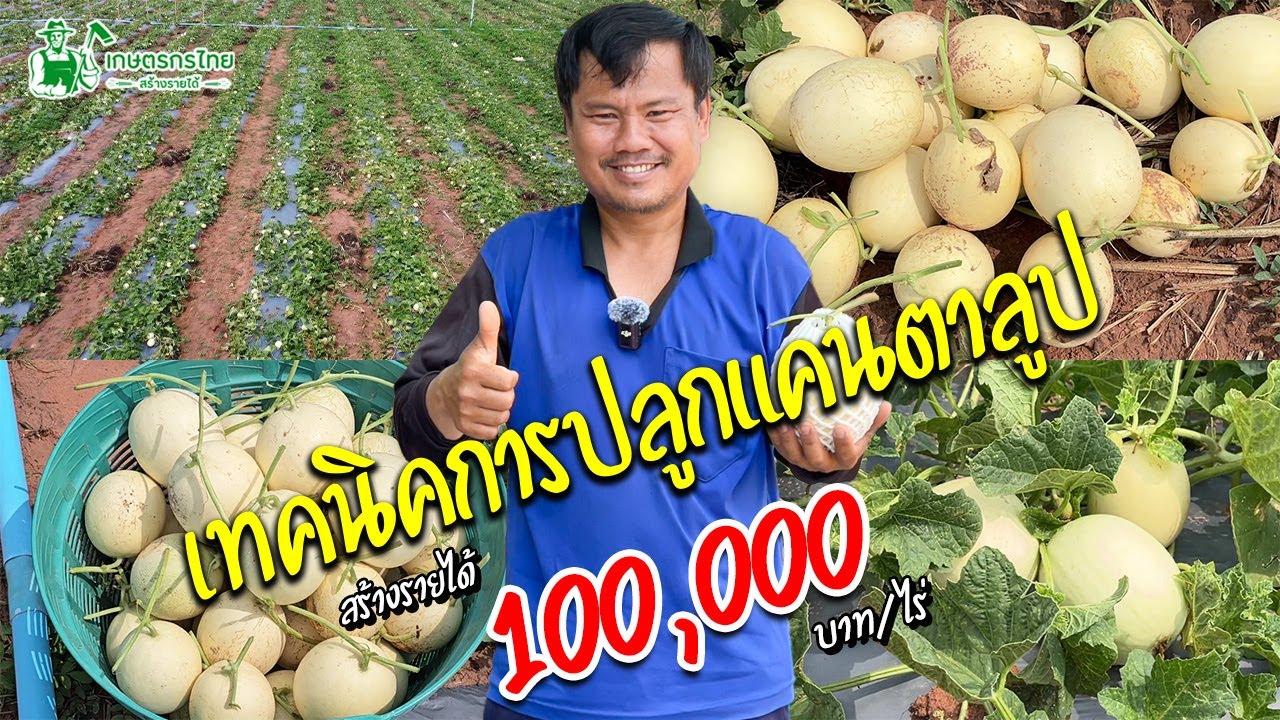 เทคนิคการปลูกแคนตาลูป แบบแปลงนอน ปลูกแบบนี้ สร้างรายได้ 10,000 บาท/วัน #แคนตาลูป #ปลูกแคนตาลูป
