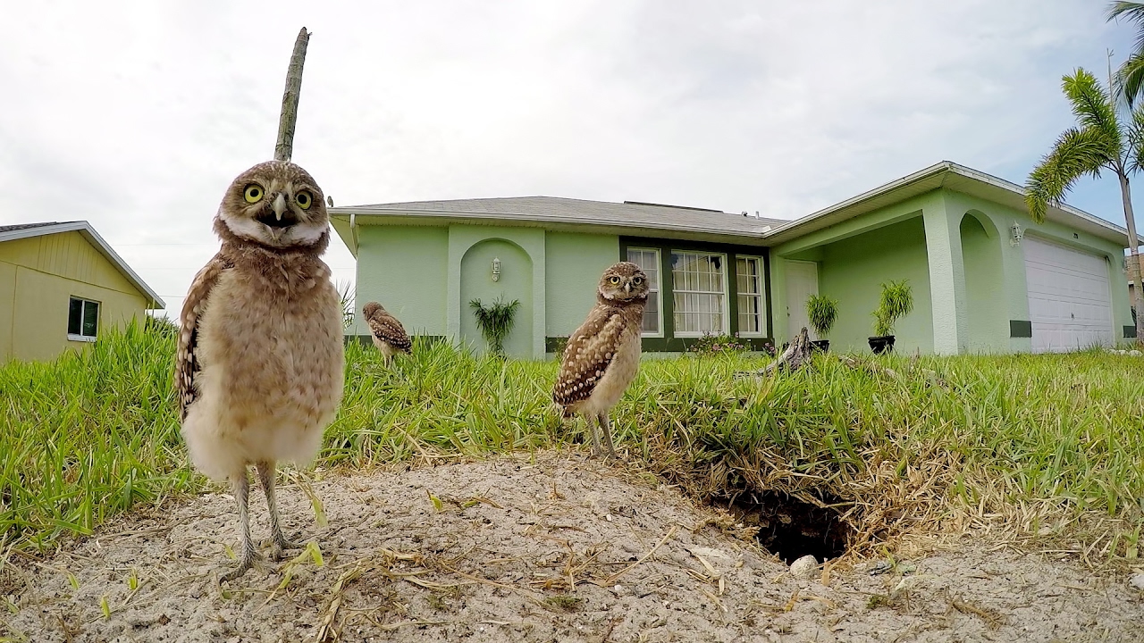GoPro Awards: Owl Dance-Off Part II
