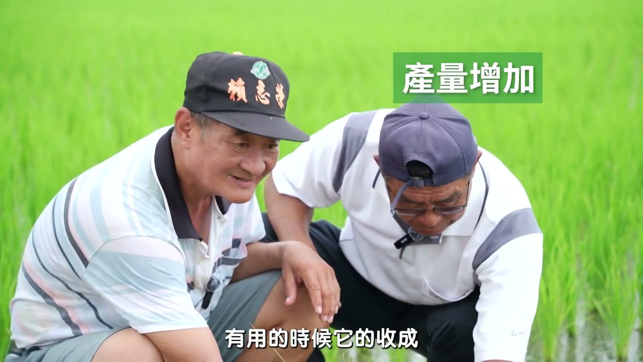 糧食作物應用: 水稻 精華
