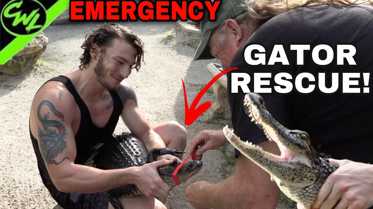EMERGENCY GATOR RESCUE!!!