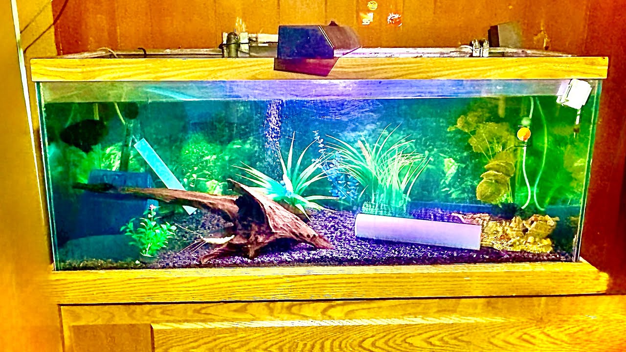 NEW FISH!!!!!! (The video cut short) #fishhobbyist  #newfish #lovefish 