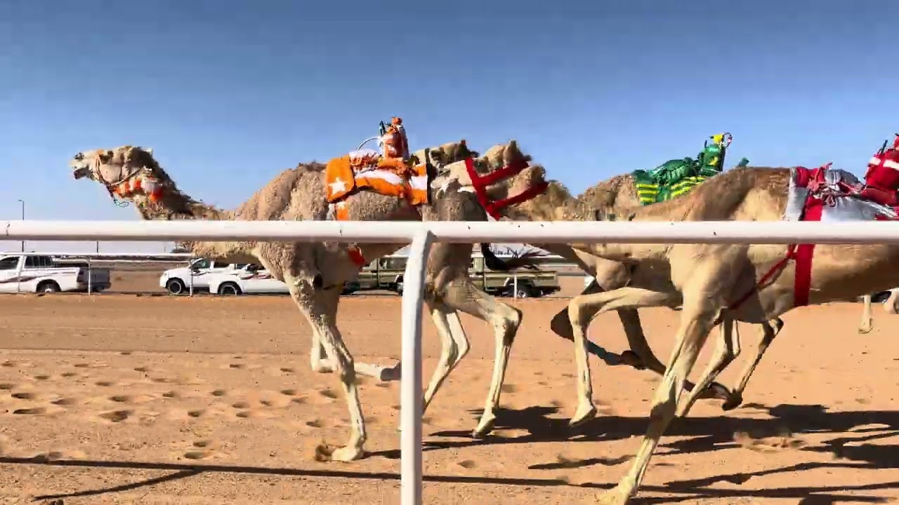 ش 2 رئيسي قعدان لقايا غازي ل لافي بن راضي الشمري 