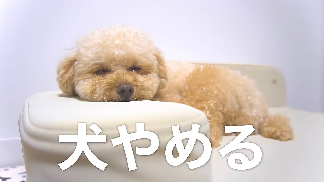 トイプードルに初めて高級ベッドをプレゼントしてみたら...