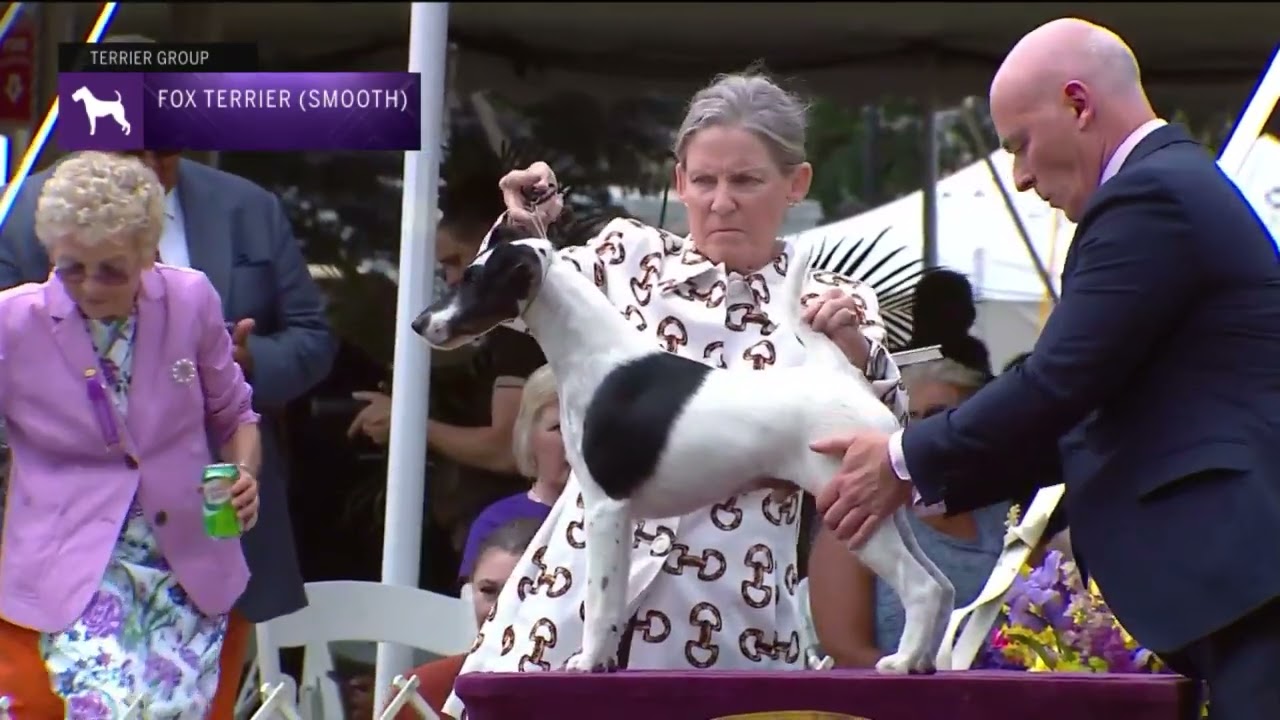 Fox Terriers Smooth | Breed Judging 2022
