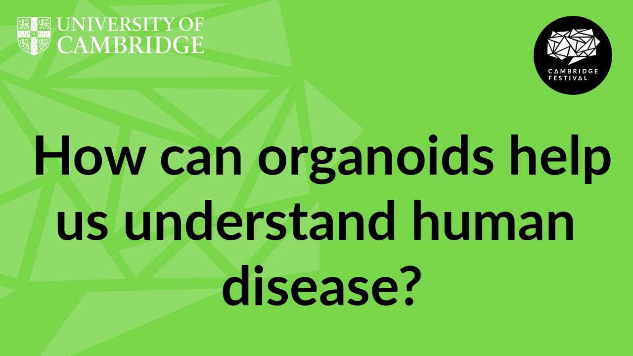 How organoids help us understand ourselves and treat diseases