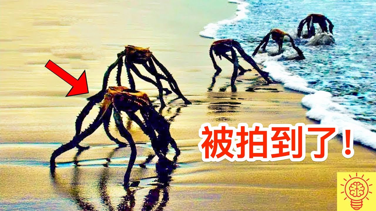 海灘被拍到最驚悚的畫面! 海邊怪物那個所有人都震驚了...