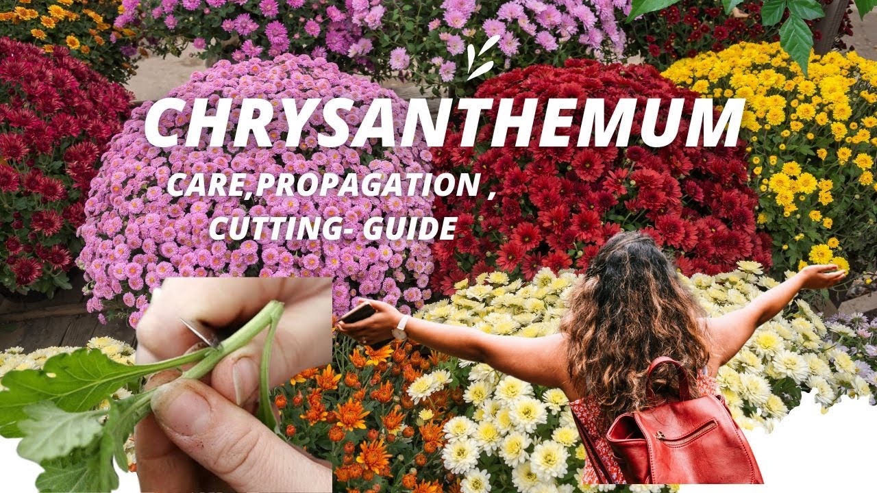 Chrysanthemum Flower PLANT: CARE & PROPOGATION MEHTODS
