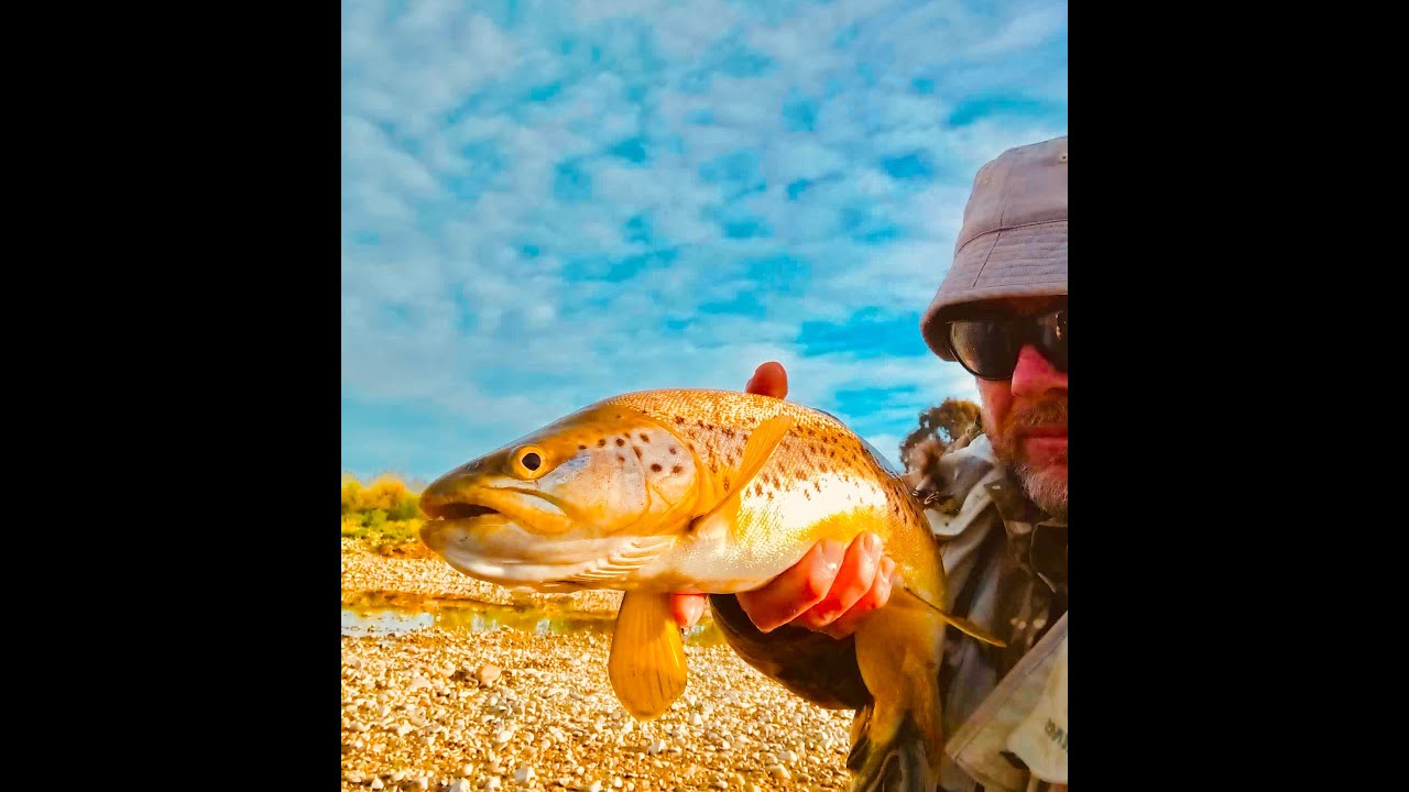 **SIGHT FISHING to CHUBBY SEA RUN BROWN TROUT in CRYSTAL CLEAR WATER**