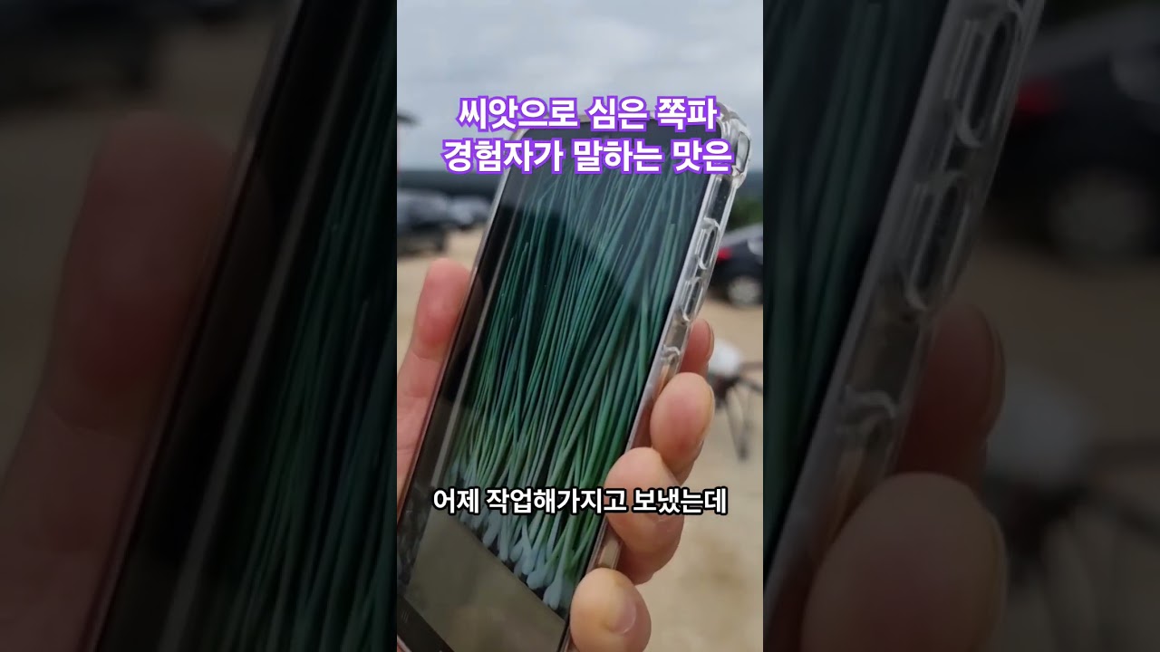 씨앗으로 심은 쪽파 경험자가 말하는 그 맛은?