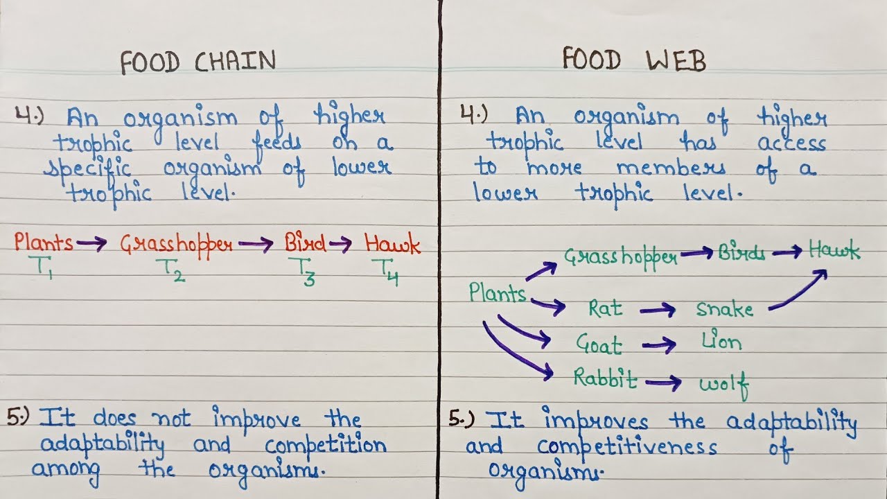 Difference between food chain and food web | comparison between food chain and food web
