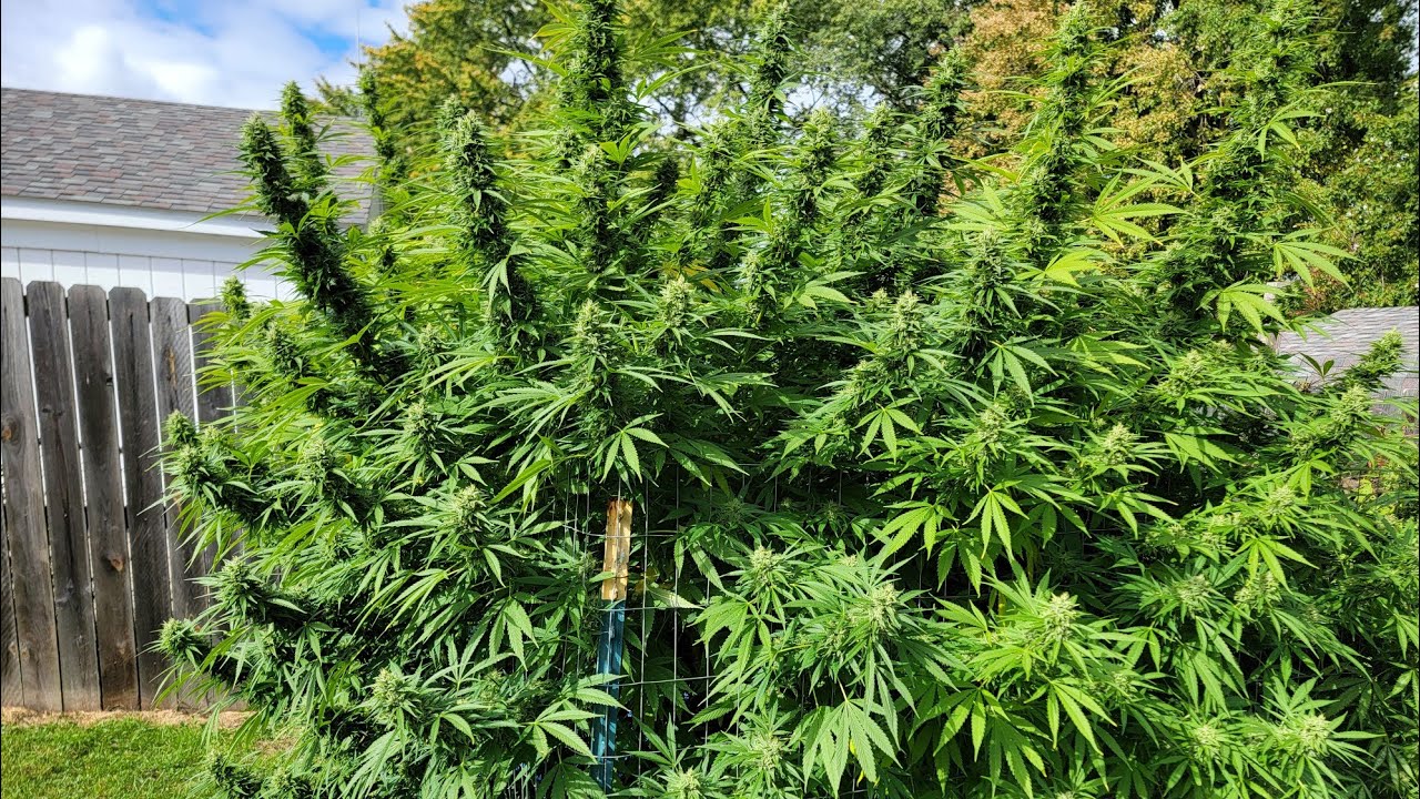 Outdoor Marijuana Grow -  #harvesting for Fresh Frozen - Michigan 2022