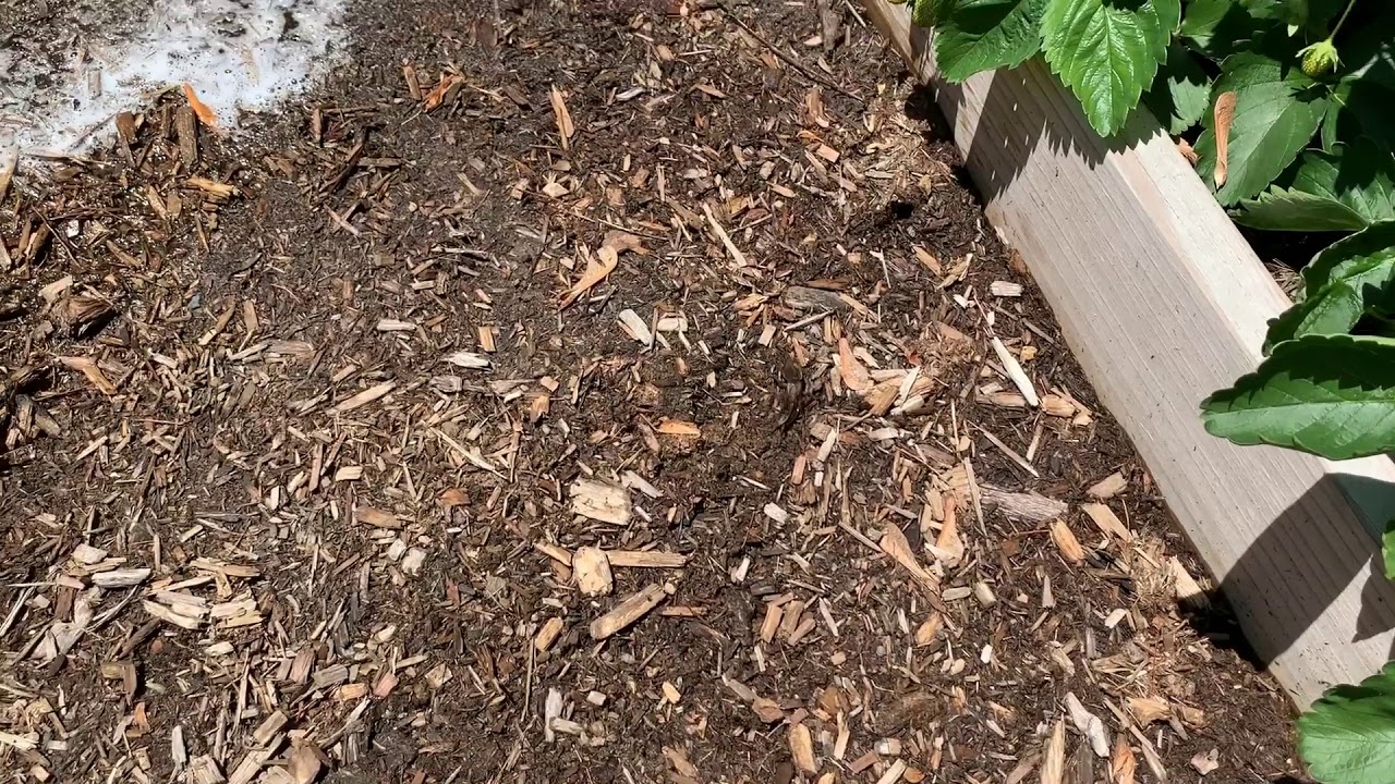 Mole Crickets Hunt