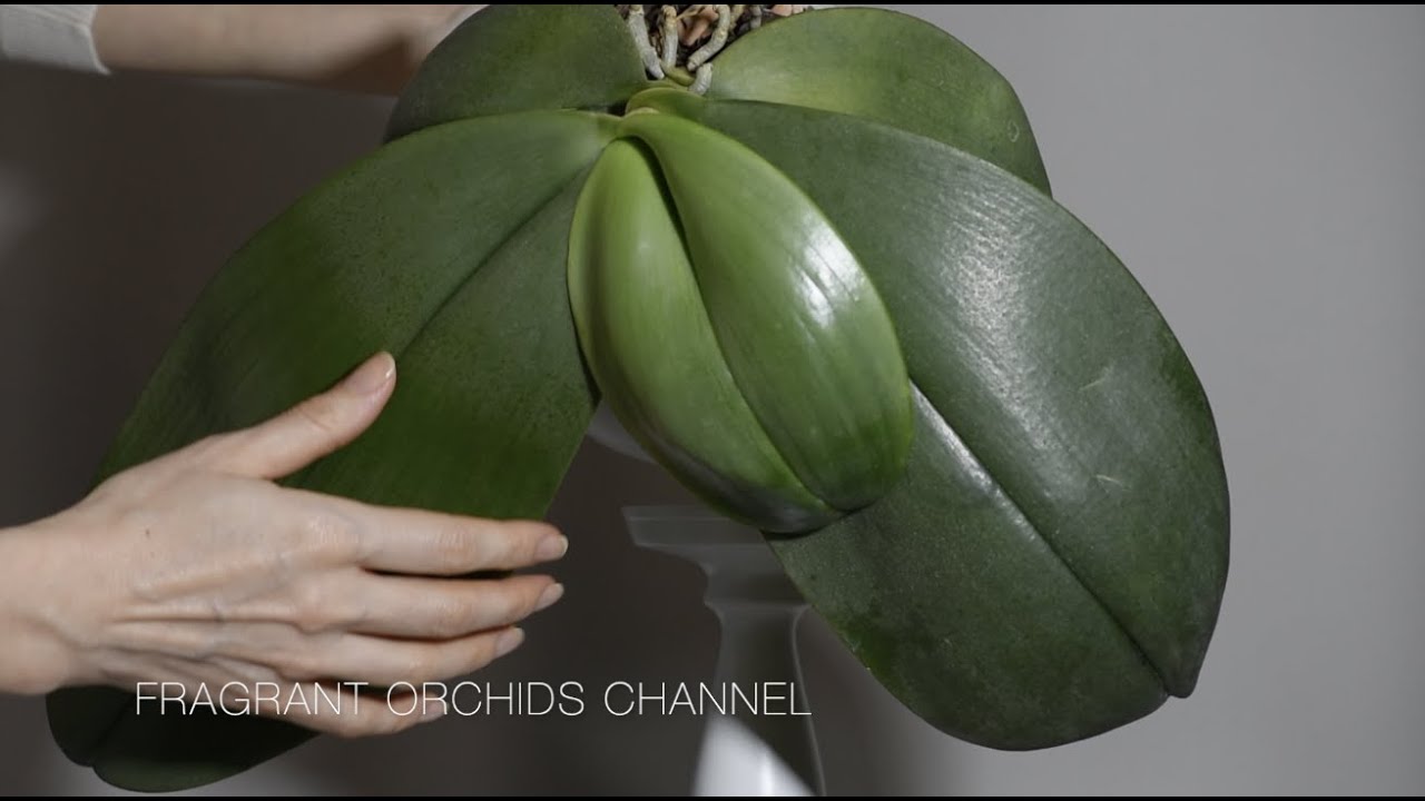 Как быстро растет Phalaenopsis Gigantea ( от Lucke orchideen). Часть 2