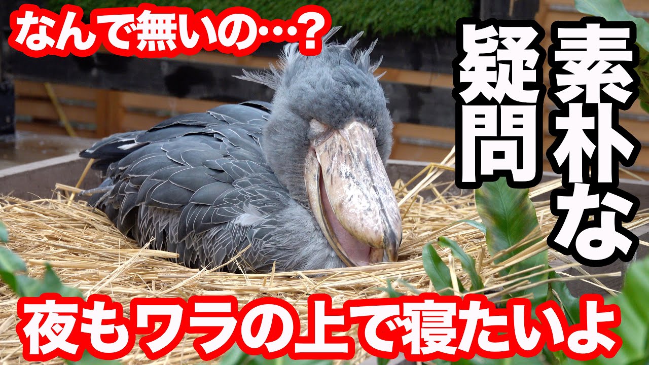 【寝言を言うハシビロコウ】ふたばちゃん、ワラのベッドでお昼寝中【冬のふたば2425-12】Futaba,the Shoebill   winter  2425-12