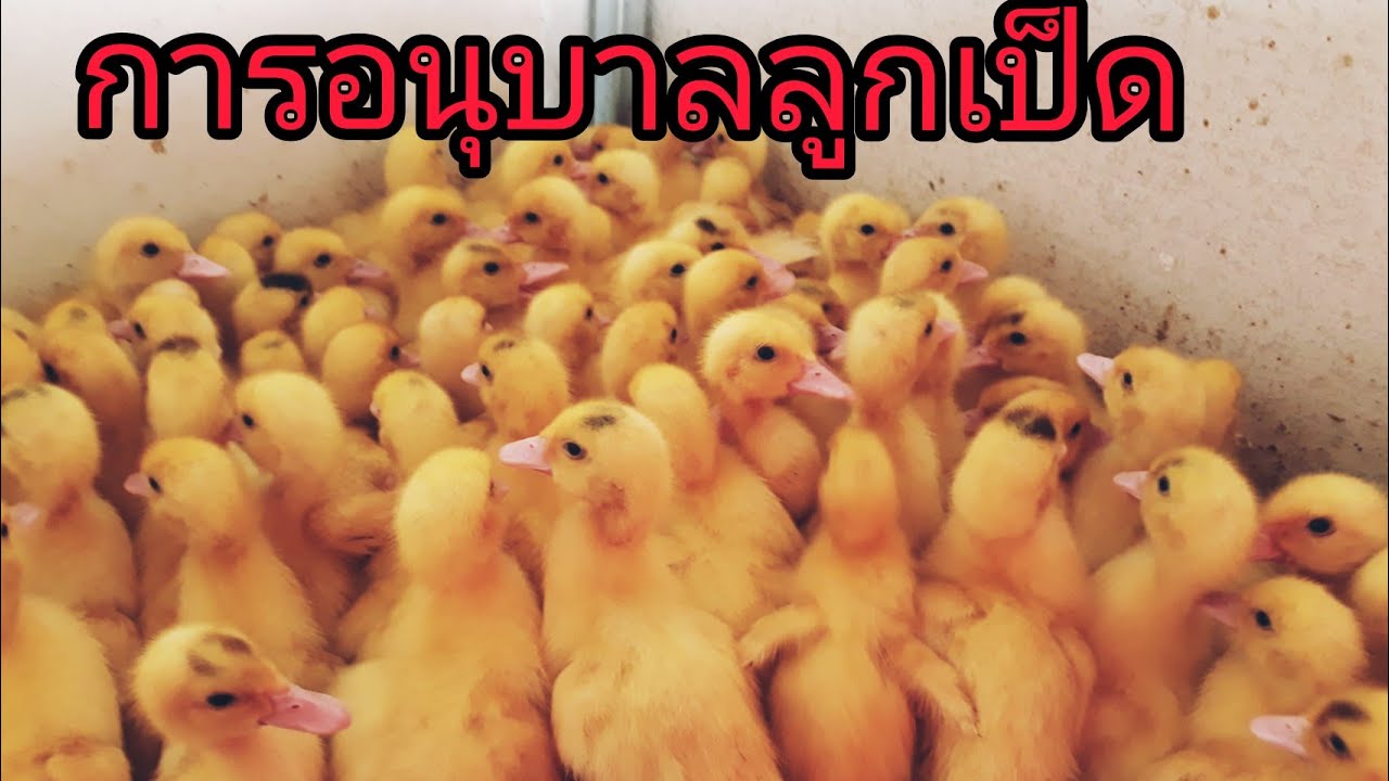 การอนุบาลลูกเป็ด#สิ่งที่ต้องทำเมื่อนำลูกเป็ดมาครั้งแรก#การกกไฟลูกเป็ด