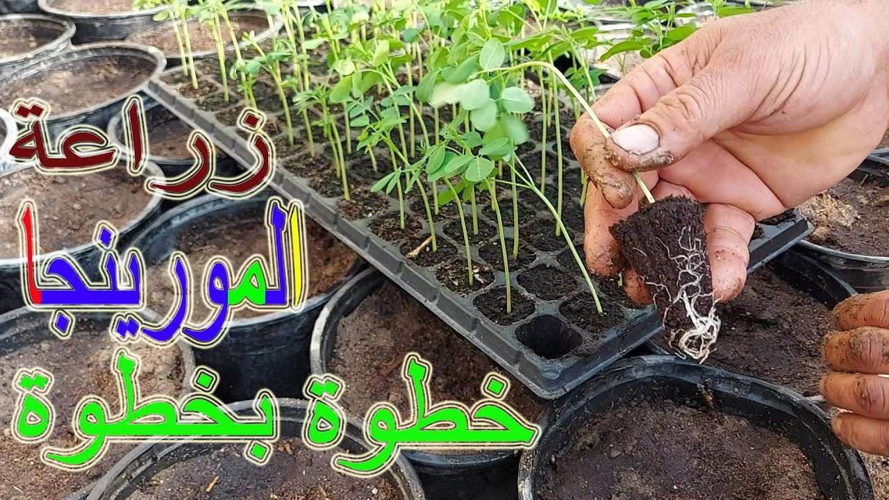 خطوات زراعة المورينجا من البذور وكيفية الري والتسميد