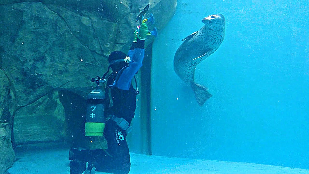 掃除中のダイバーで遊ぶこどものアザラシ