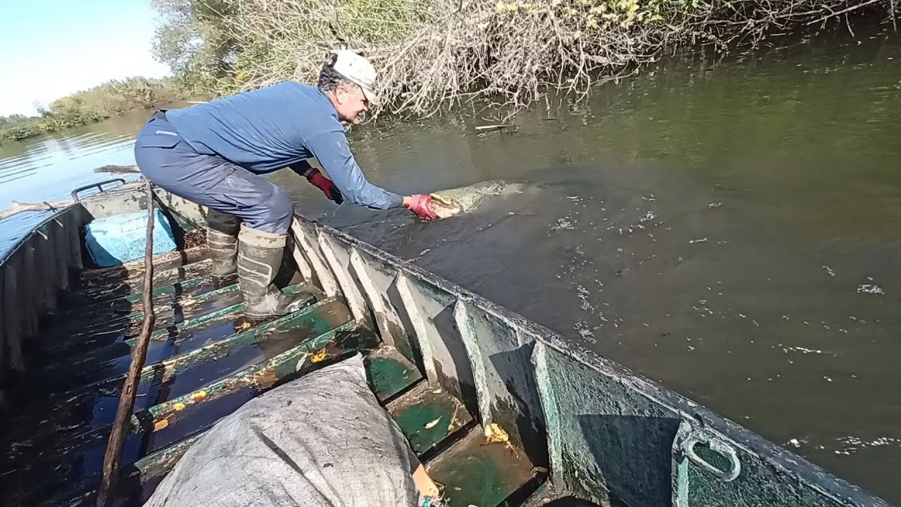 Balık Bolluğu! Ağımda Sazan ve Yayın Balığı Patlaması