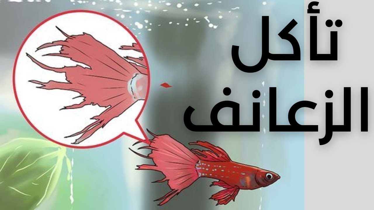 💥 تعفن الزعانف  لاسماك الزينة - (تاكل الزعانف)