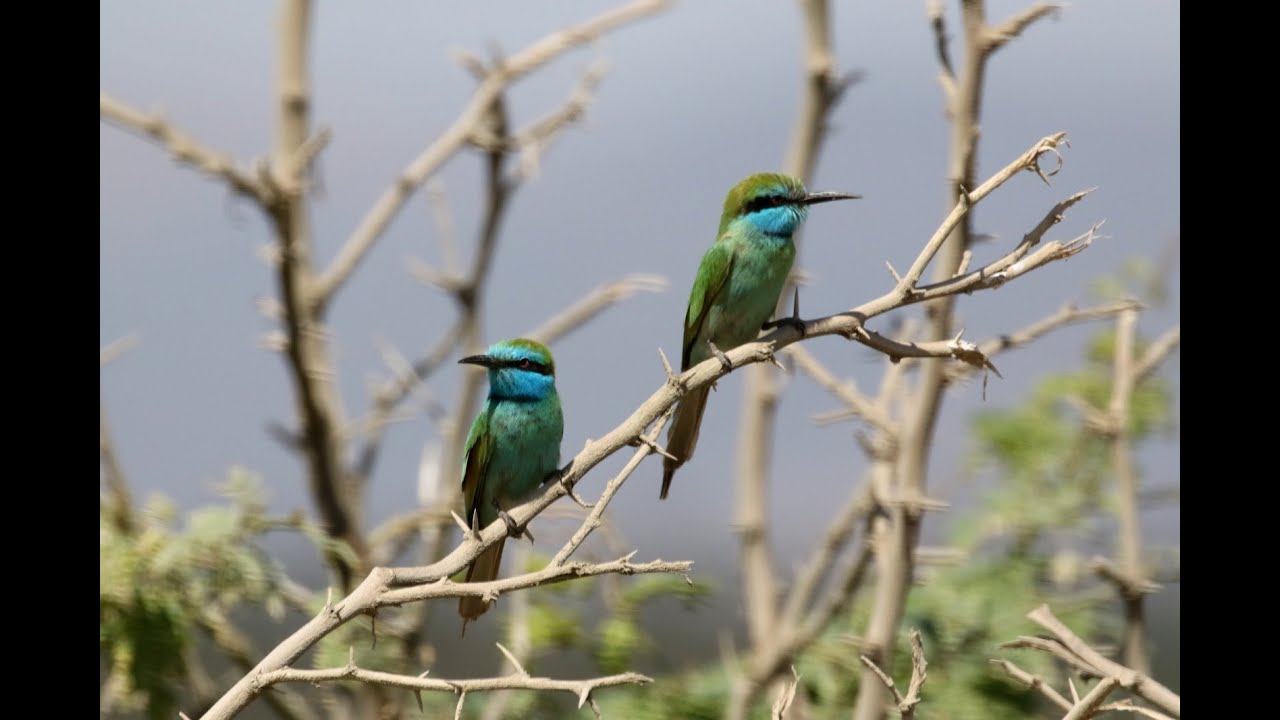 Birding Oman Salalah : Ayn Hamran   Khawr Al Qurm   Khawr Dahriz Salalah Small Green Lake   East Kha