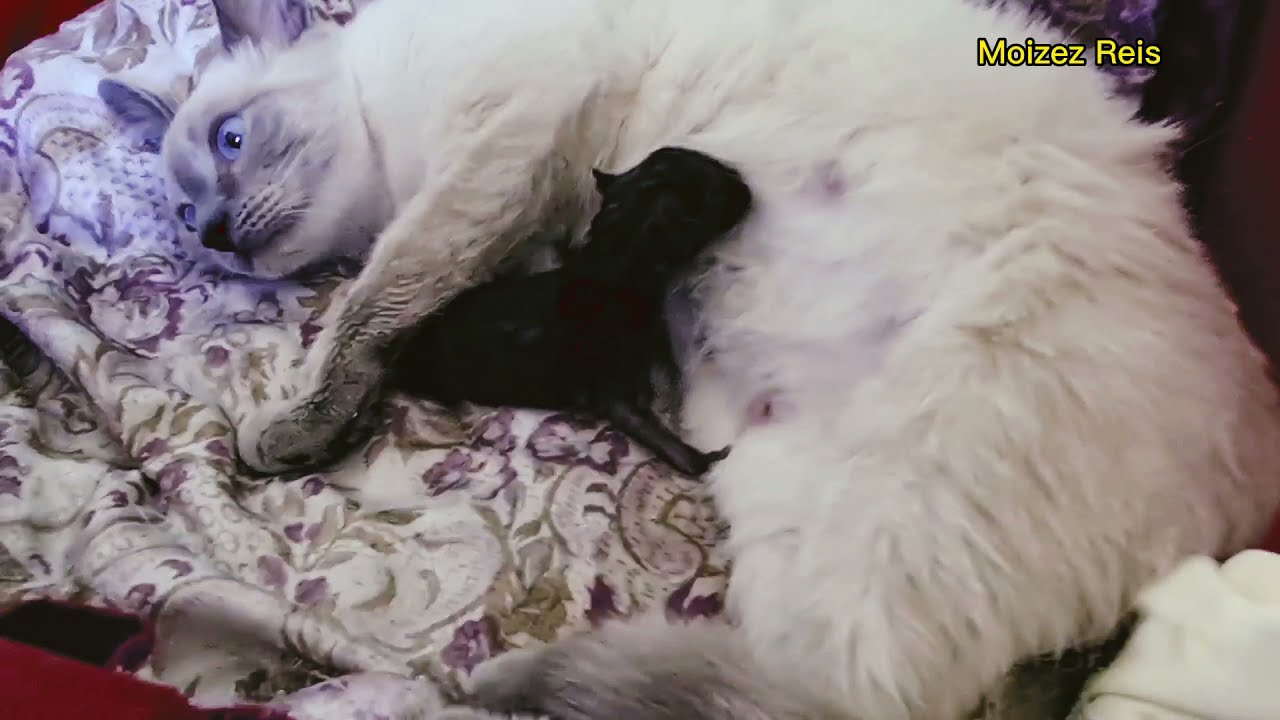 Gata em trabalho de parto