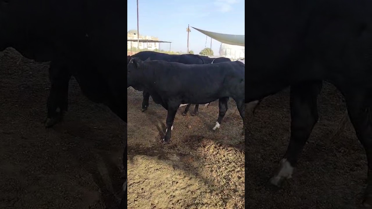 ٣١ يناير ٢٠٢٦