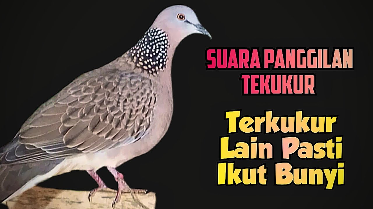 Suara Panggilan Tekukur Gacor, Tekukur Lain Langsung Ikut Nyaut