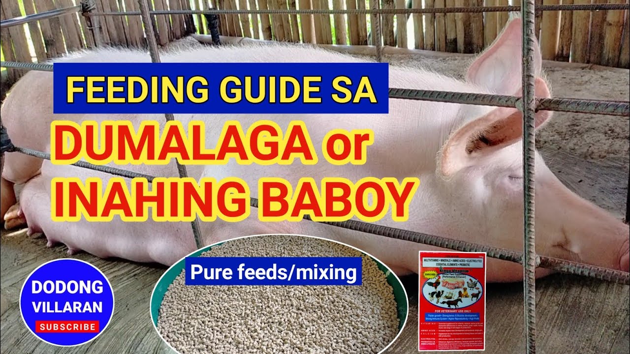FEEDING GUIDE SA DUMALAGA/INAHING BABOY/ Dodong Villaran