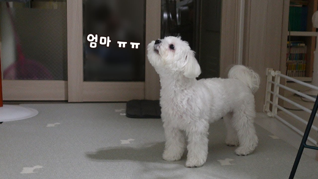 엄마가 보고 싶어서 목놓아 우는 강아지ㅜㅜ