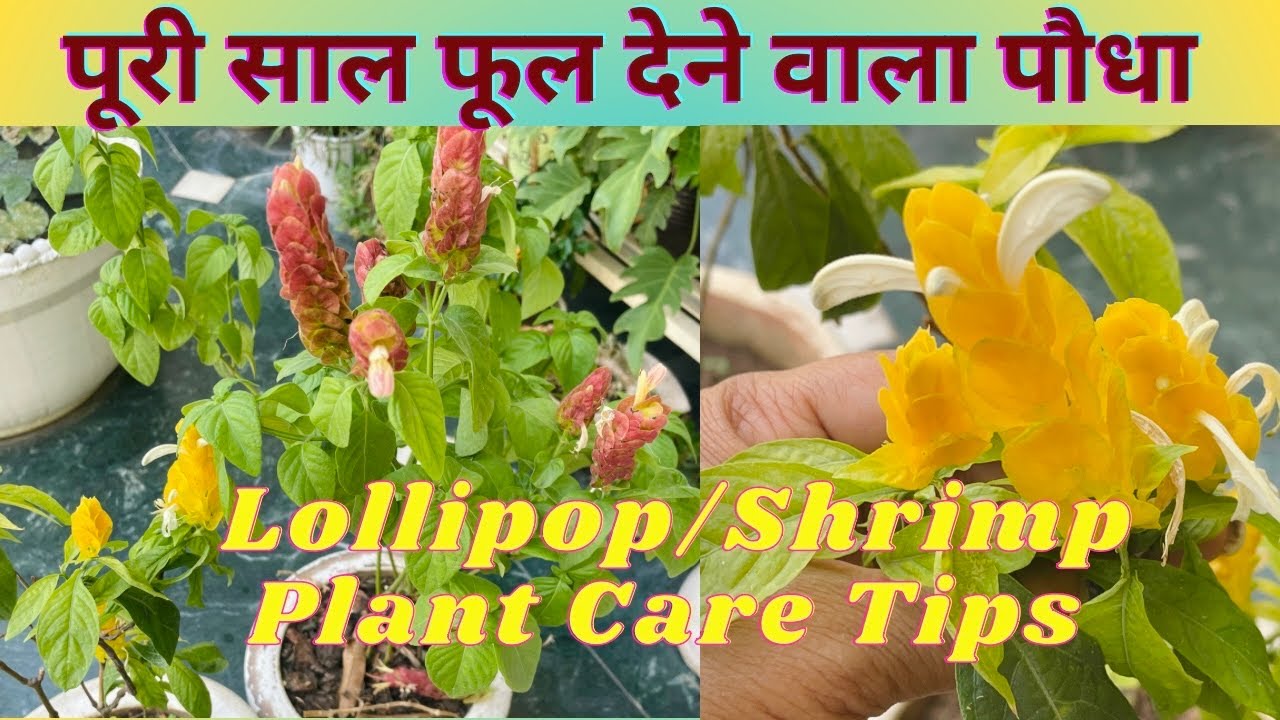 Shrimp / Lollipop Plant Care Tips | Best Flowering Plant | GSWK #shrimp #lollipop #flowers #plants