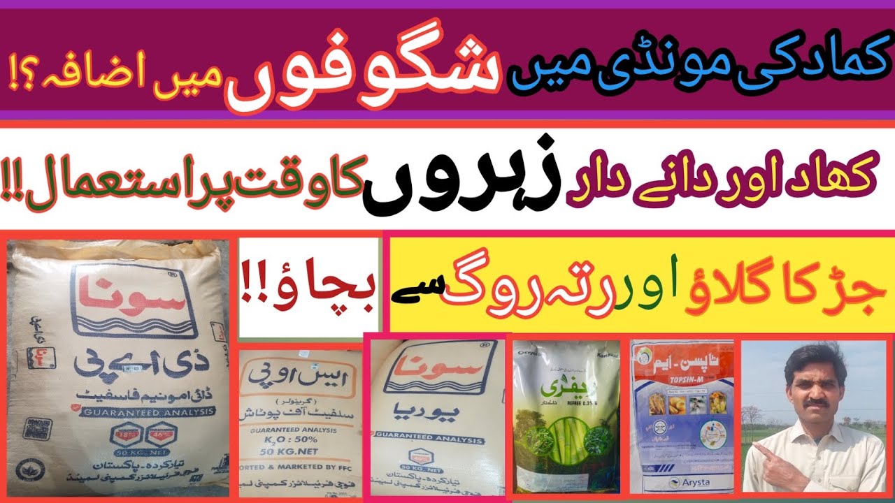 How to Get More Tillers in Ratoon Sugarcane||Ratoon Sugarcane Crop