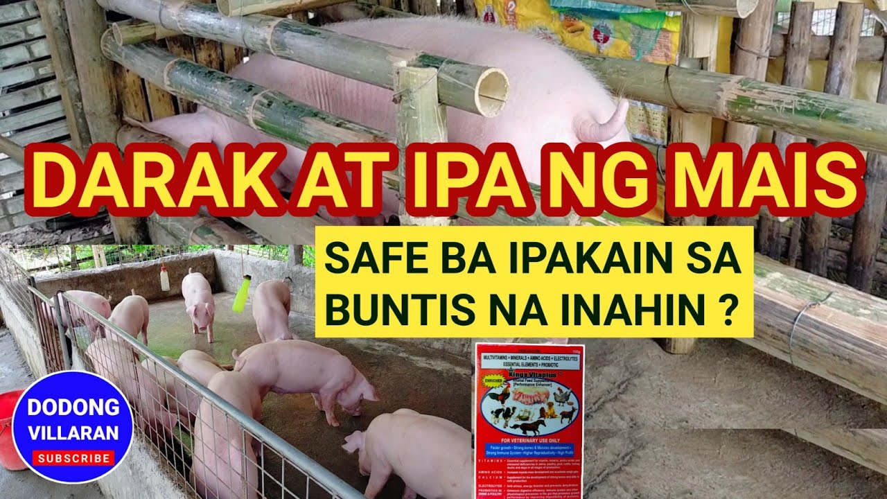 DARAK at IPA ng MAIS SAFE BA IPAKAIN SA BUNTIS NA INAHIN l Dodong Villaran