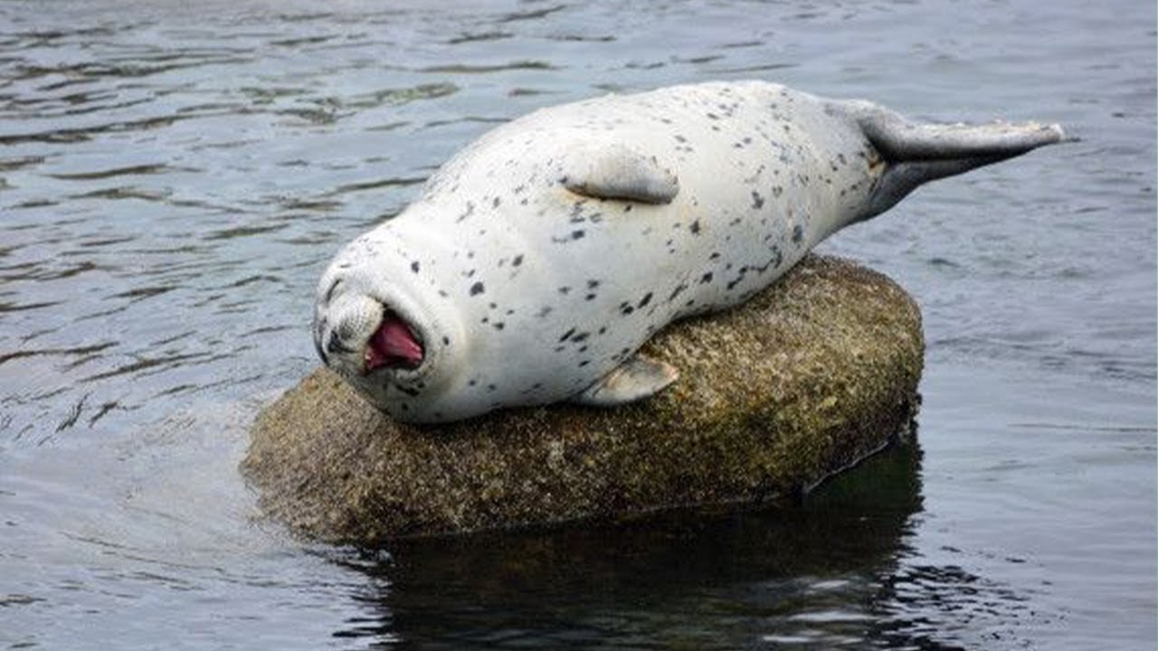 Funniest Seal Moments with Human Level Comedy 😭