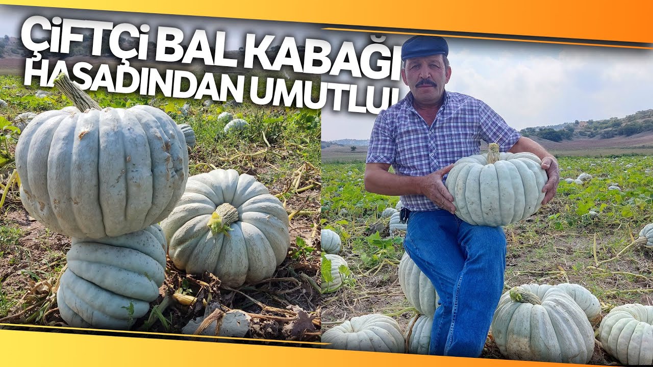 Kızılinler’in Bal Kabağı Türkiye’nin Farklı Yörelerindeki Sofraları Süslüyor