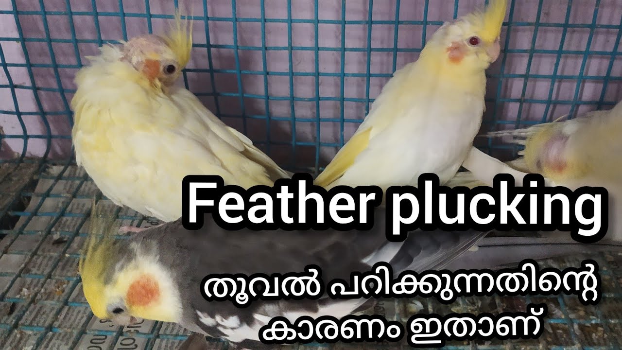 cockatiel feather plucking #paravakoottam