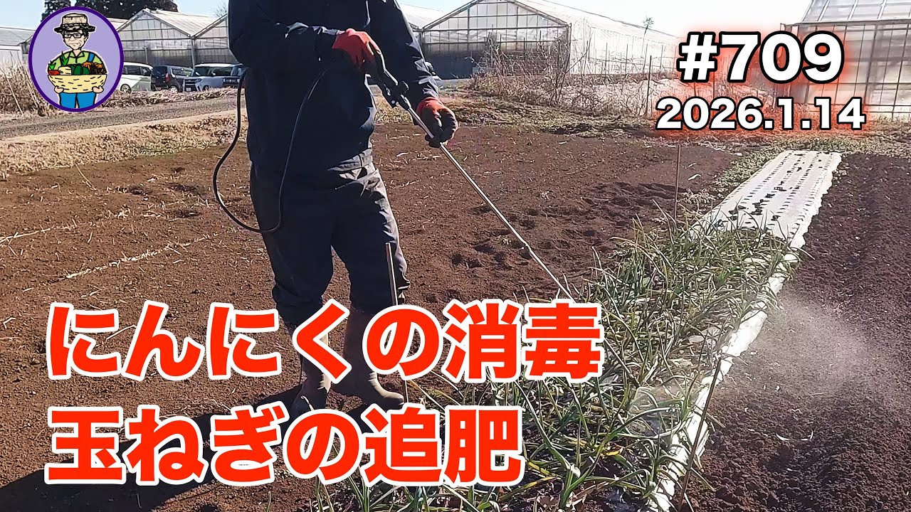 【にんにく、玉ねぎ】 第709話、にんにく２回目の消毒して、玉ねぎ・極早生、遅い１回目の追肥をする。 #オーガニック栽培 #家庭菜園 #農業VLOG