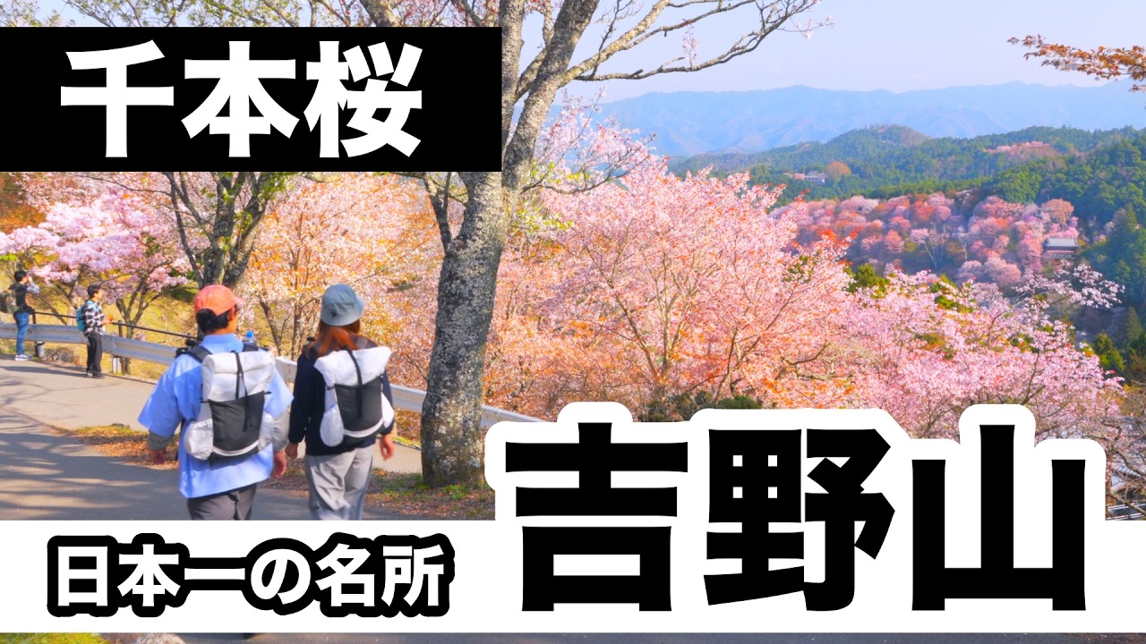 【吉野山】2025 満開の千本桜   4K