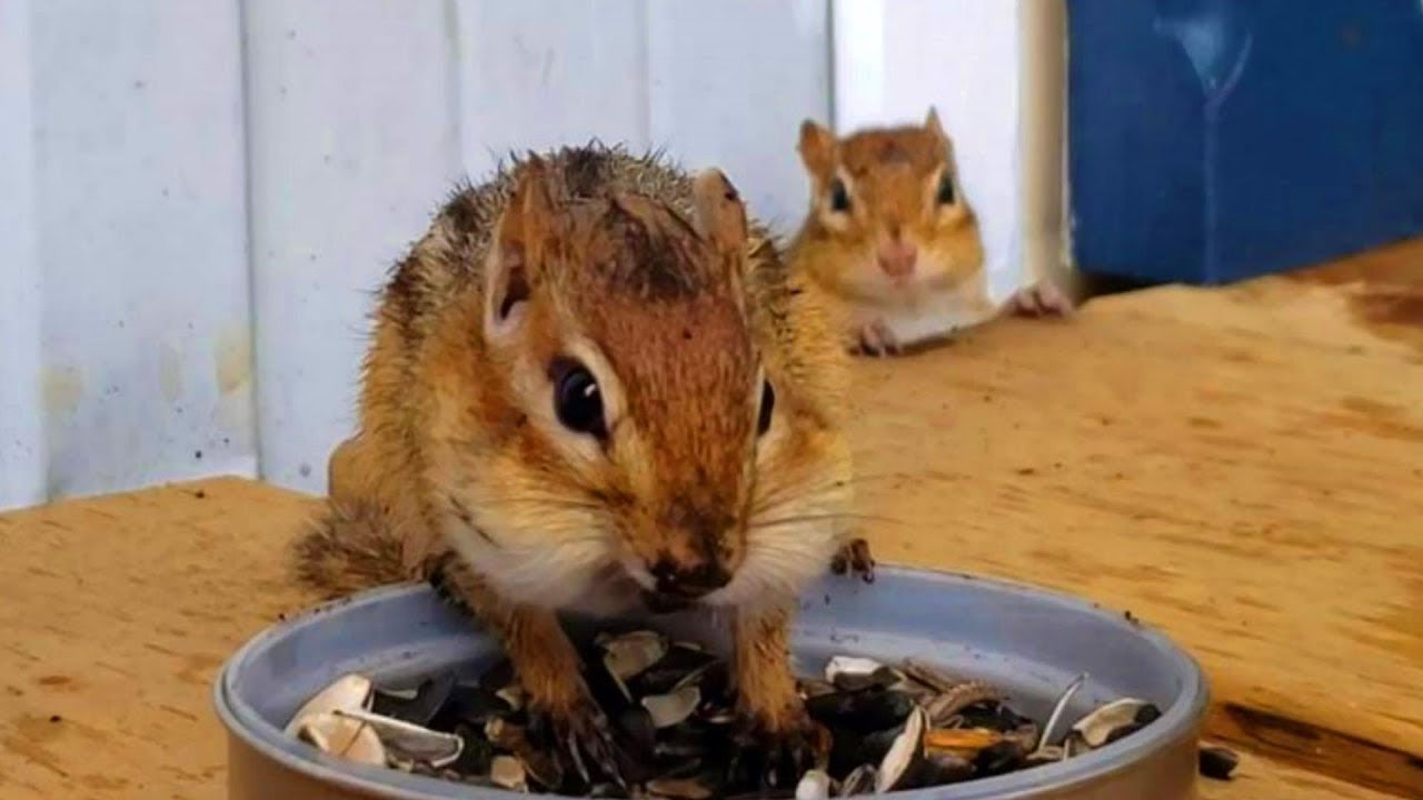 부른적도 없는데 우리집에 들어온 다람쥐 제니  Uninvited Chipmunk Jenny, Coming Into My House
