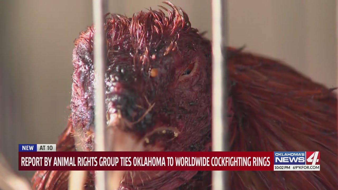 Report by animal rights group ties Oklahoma to worldwide cockfighting rings