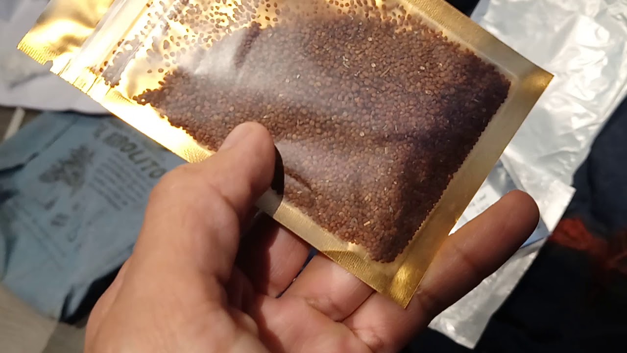 Semillas Chinas Tapizantes AliExpress/Acuarios plantados