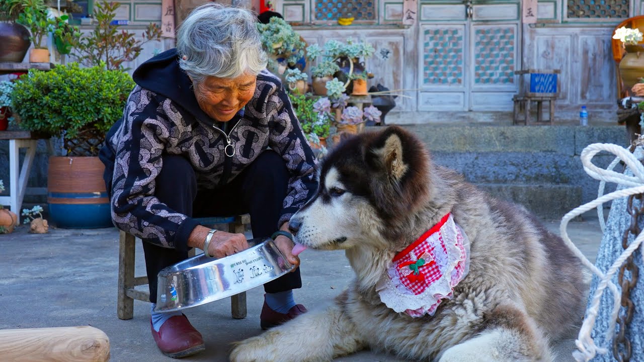 最疼大王的奶奶从市场买了肉回来让大王吃了一顿牛肉大餐 Grandma who loved Dawang the most bought meat and gave him a beef feast