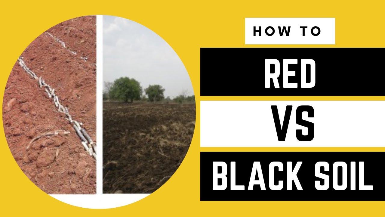 RED vs BLACK soil | Which is preferable in Farming? | AFRICA FARMING (How To ep 42)