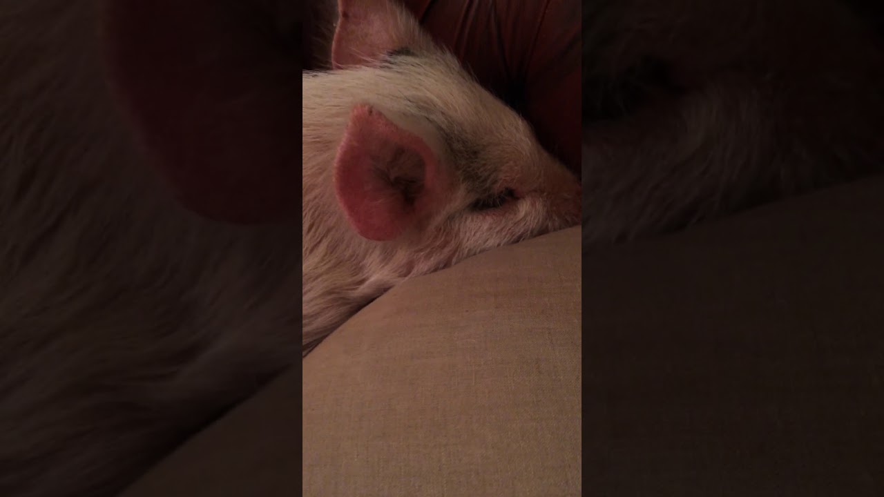 Adorable mini pig pulls a tantrum