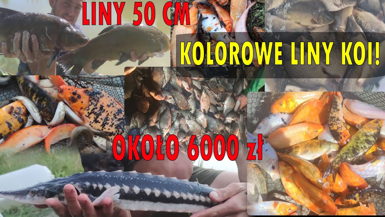TAK SIĘ ZARYBIA I TWORZY NAJLEPSZE ŁOWISKO! i wyniki konkursu #ZarybienieStawu #Zarybiania #ZłotyLin