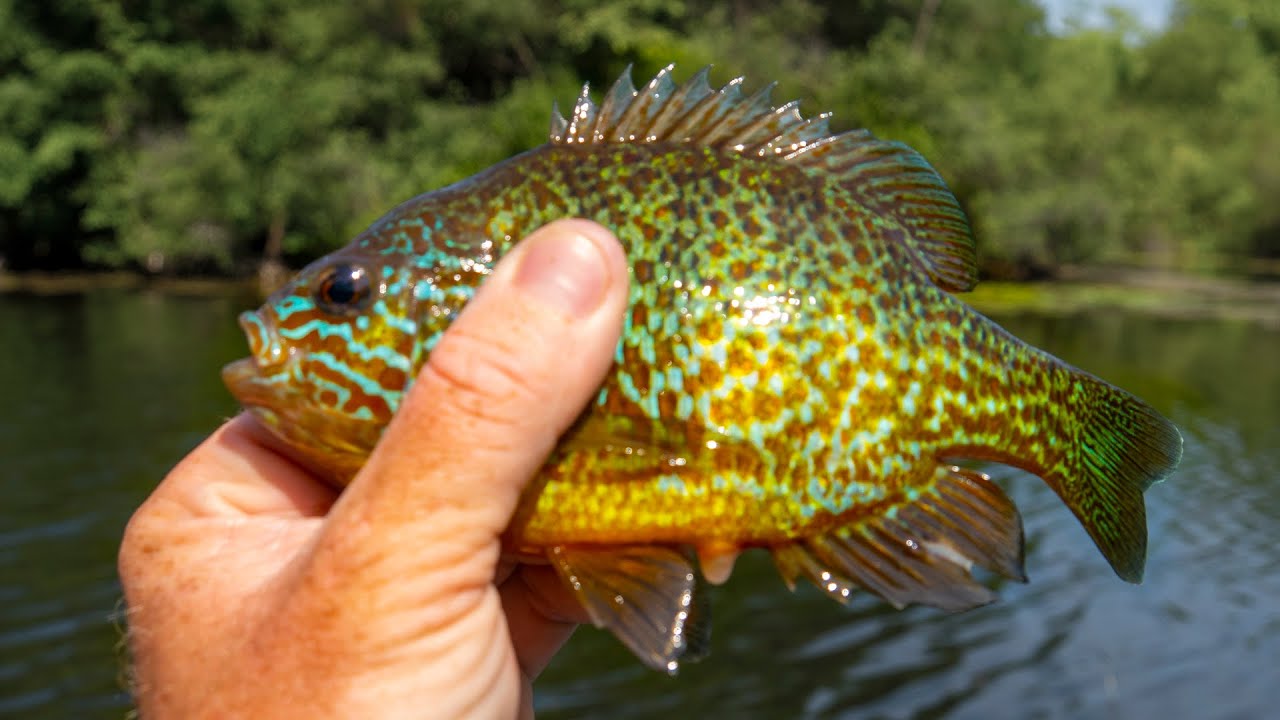 How To Catch & Cook BLUEGILL Sunfish [CELIAC SAFE FRYING!] | Field Trips with Robert Field