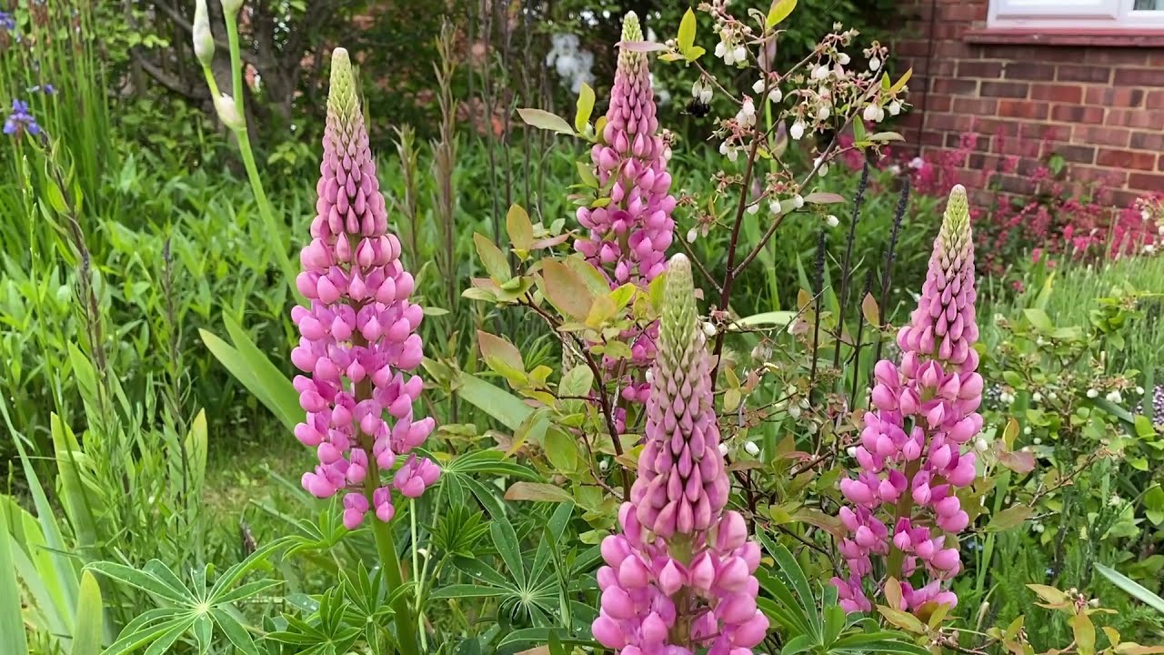 Vlog 132-Как создаётся Английский  Cottage garden -самый романтический стиль  садов